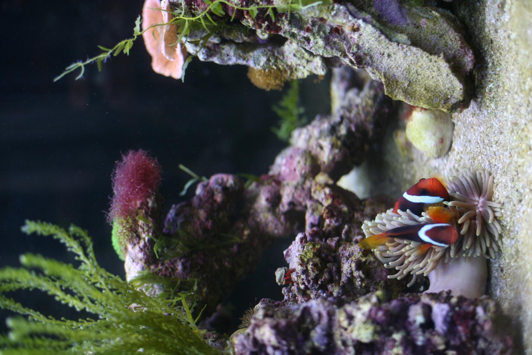 Amphiprion melanopus