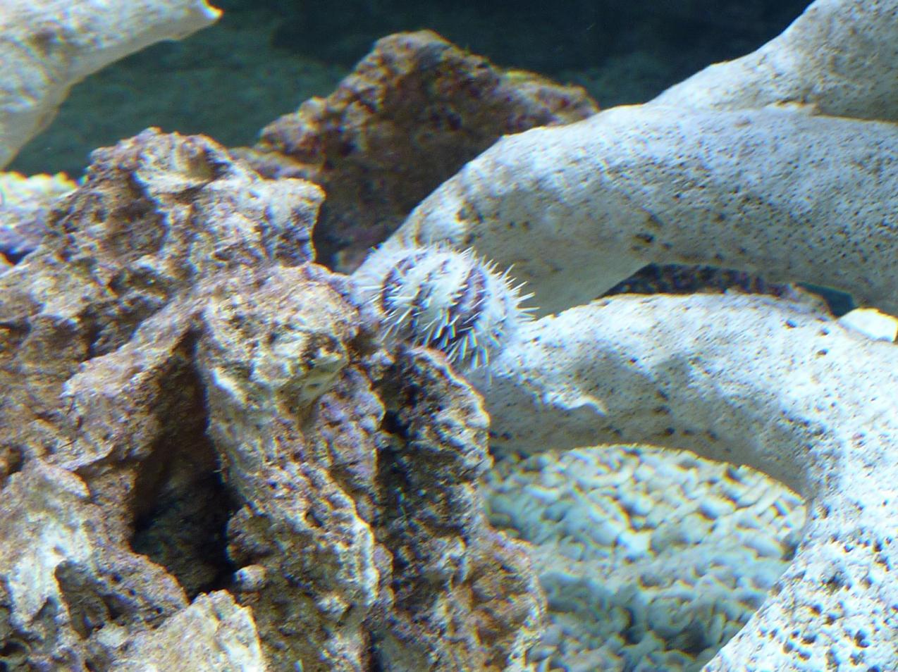 Pfaffenhut
Der allerster Bewohner im Aquarium.
Rasenmäher mit Engelsgeduld