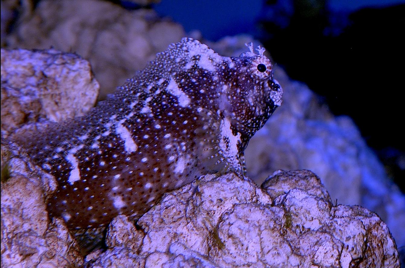 Blenny