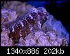 Blenny