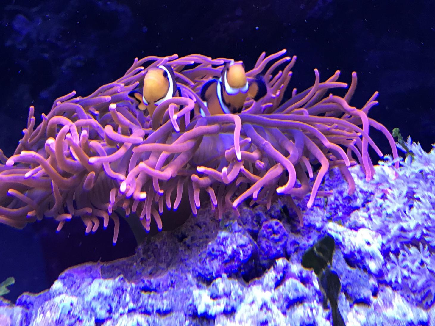 hmbpcEy7Tj690H2xrduzVAhttp://forum.aquariumcomputer.com/album.php?albumid=135&attachmentid=10674